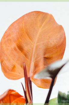 Finále Philodendrona McColleyho