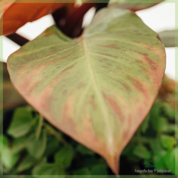 Philodendron McColley ගේ අවසන් තරගය