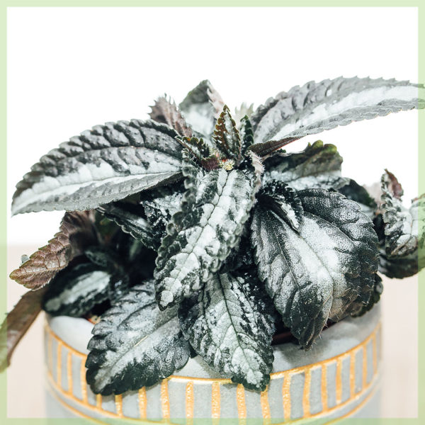 Pilea Ellen mini pianta grigio argento