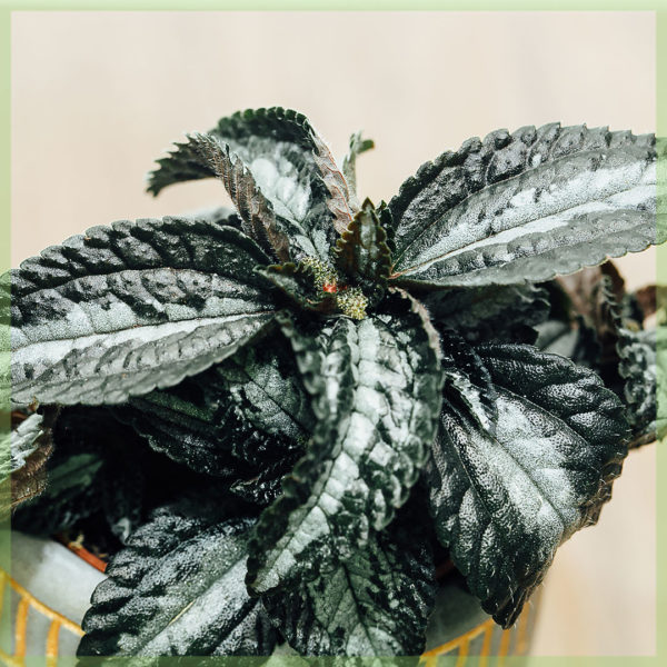 Pilea Ellen 은회색 미니 식물