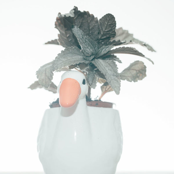 Acquista Pilea Ellen Mini vaso grigio argento 6 cm