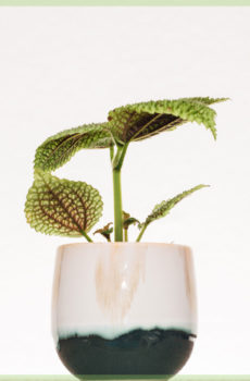 Mua cây mini thung lũng mặt trăng Pilea