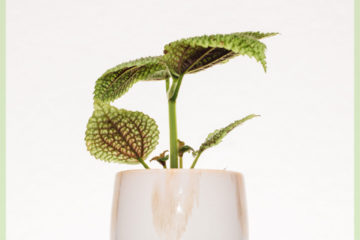 Pilea moon moon nebat mini bikirin