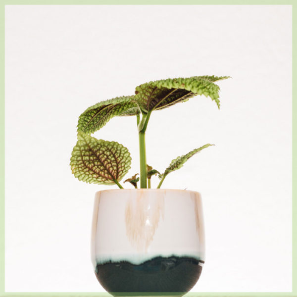 Kaaft Pilea Moon Valley Mini Planz