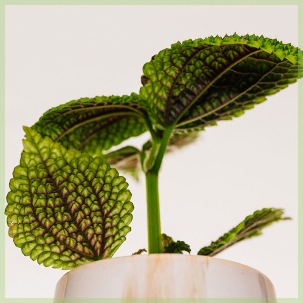 Pilea مون ویلی منی پلانٹ خریدیں۔