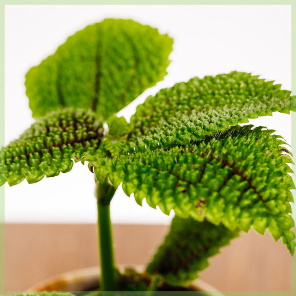 Pilea moon valley mini plant kopen