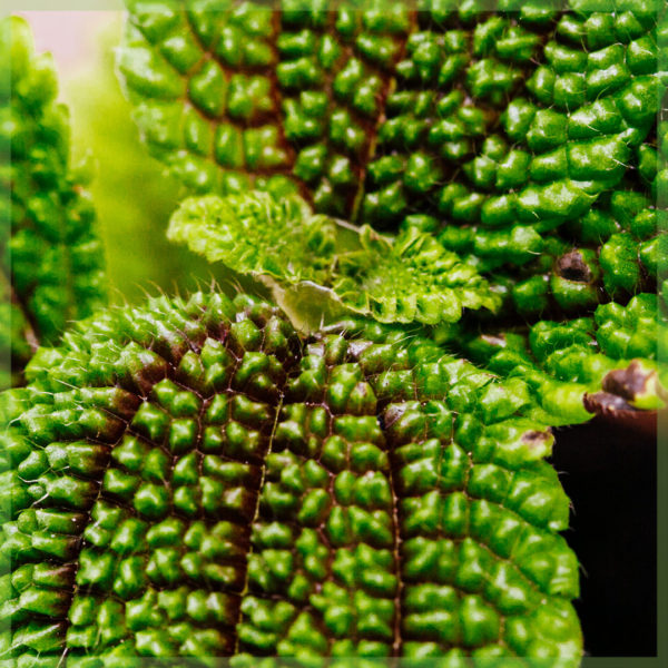 Tuku tanduran mini lembah wulan Pilea