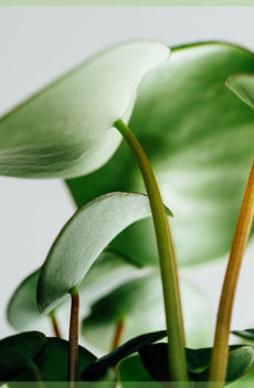 pilea peperomiodes pancake plant small mini plant