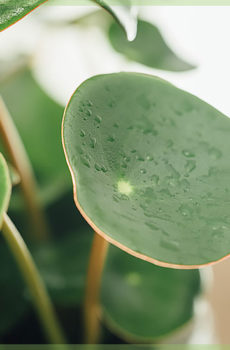 pilea peperomiodes palacsinta növény kis mini növény