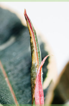 Gummistécker Planz Gummistécker Bam ficus el tineke