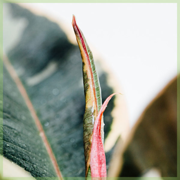 rubber plant rubber tree ficus el tineke