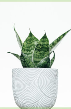 sansevieria மினி பெண்ணின் நாக்கு