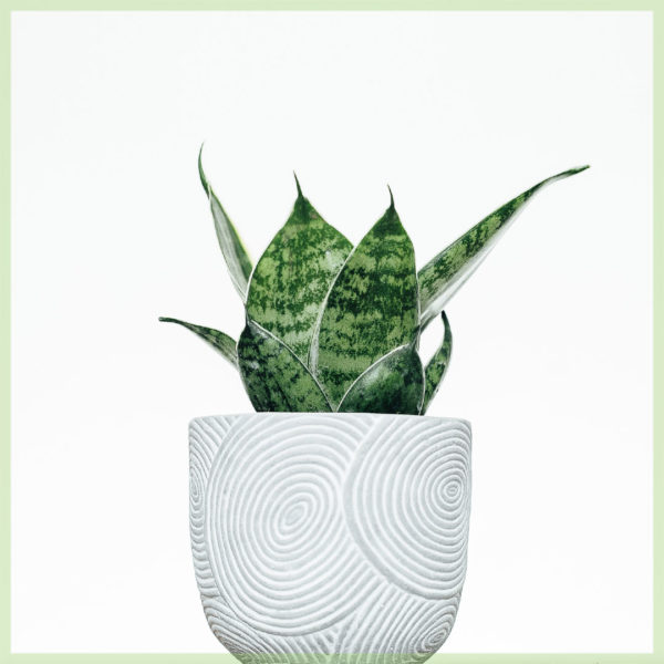 sansevieria mini Dammenzong