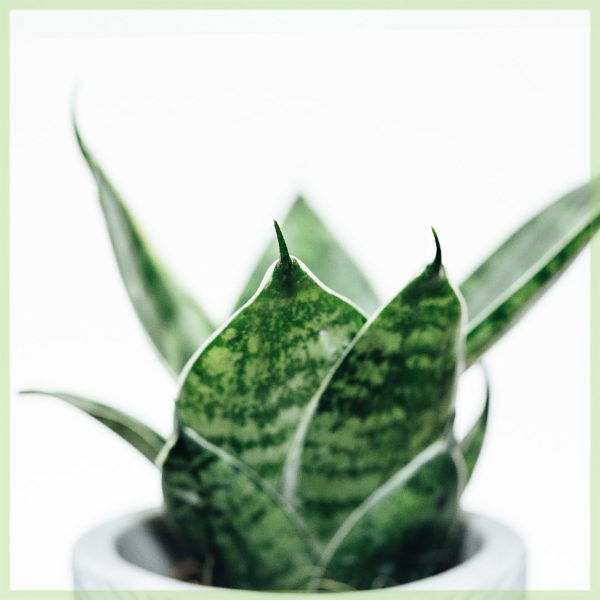 Sansevieria 'mini' - vrouwentong - Afbeelding 2