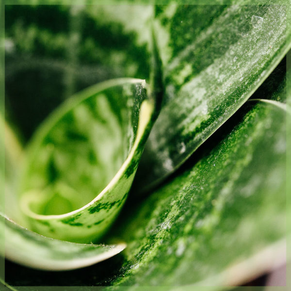 sansevieria മിനി ലേഡിയുടെ നാവ്