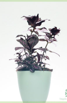 Купіце Strobilanthes Dyeriana Persian Shield Care