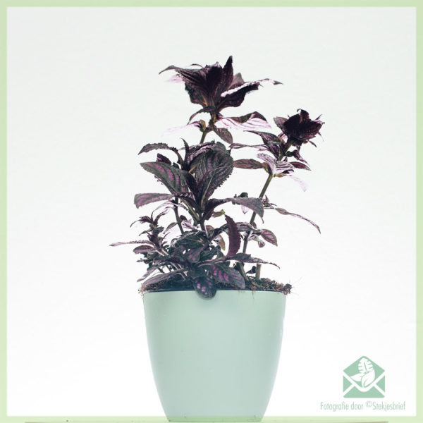 Strobilanthes Dyeriana Persian Shield kopen verzorgen