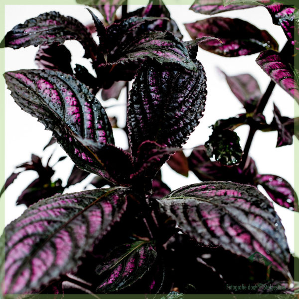 Strobilanthes Dyeriana Persian Shield kopen verzorgen