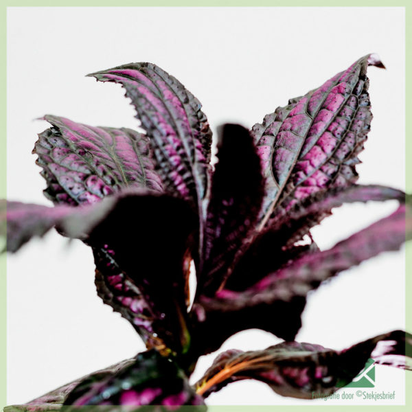 Strobilanthes Dyeriana Persian Shield kopen verzorgen