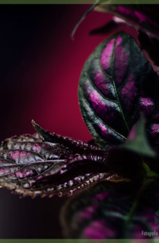 Strobilanthes Dyeriana Persian Shield kopen verzorgen