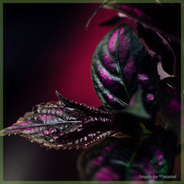 Strobilanthes Dyeriana Farsça Kalkan Bakımı Satın Alın