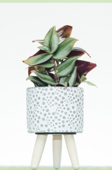 compra tradescantia zebrina pink joy mini