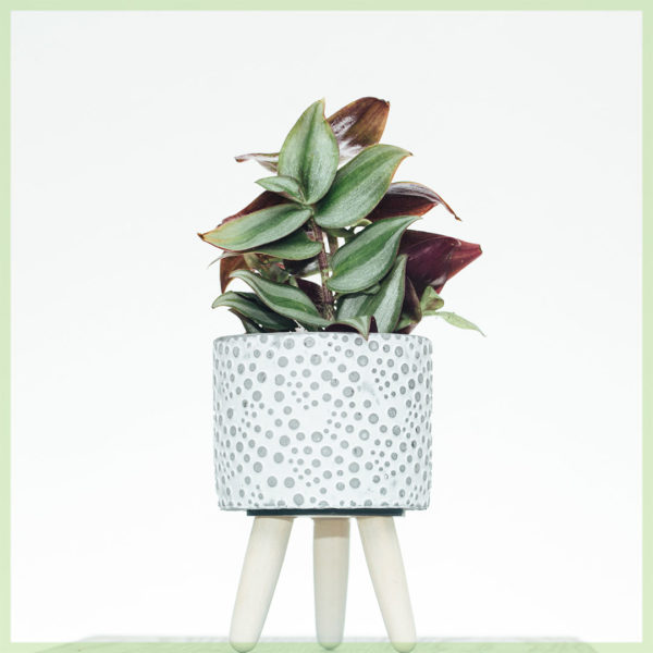 tradescantia zebrina pink joy mini kopen