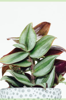 koop tradescantia zebrina pink joy mini