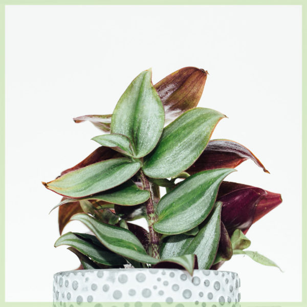 köp tradescantia zebrina rosa joy mini