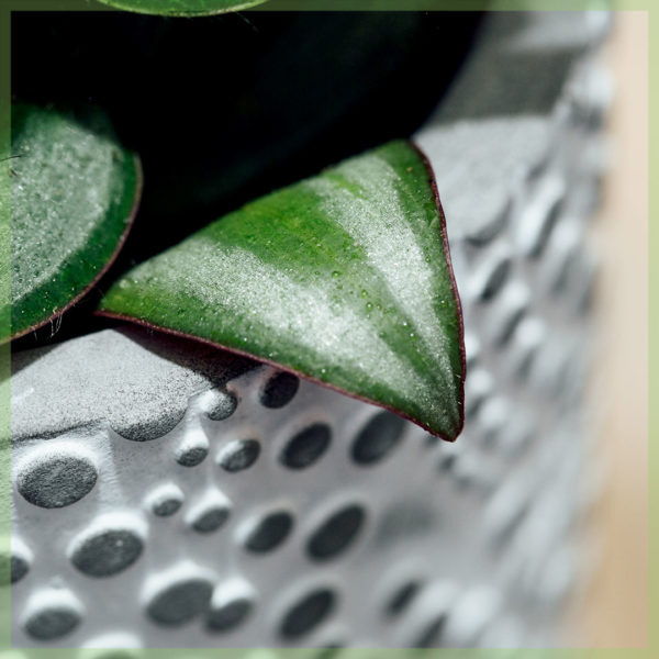 tradescantia zebrina pink joy mini kopen