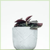 tradescantia purple passion mini plant kopen