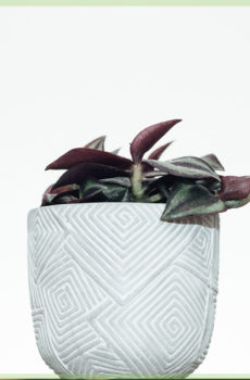achte tradescantia purple passion mini plant