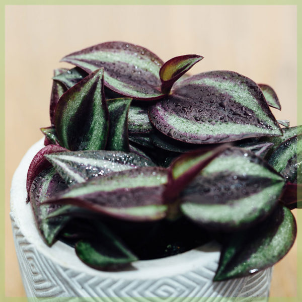 tradescantia purple passion mini plant kopen