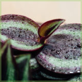 tradescantia purple passion mini plant kopen