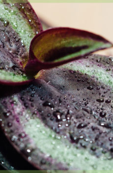 keapje tradescantia purple passion mini plant