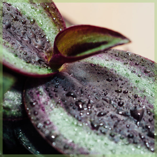 osta tradescantia purple passion minikasvi