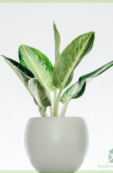 Køb og pleje af Aglaonema Silver Bay