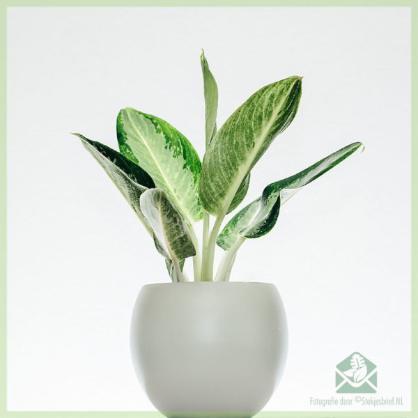 Закупуване и грижа за Aglaonema Silver Bay