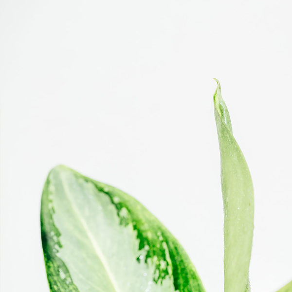 Köpa och ta hand om Aglaonema Silver Bay