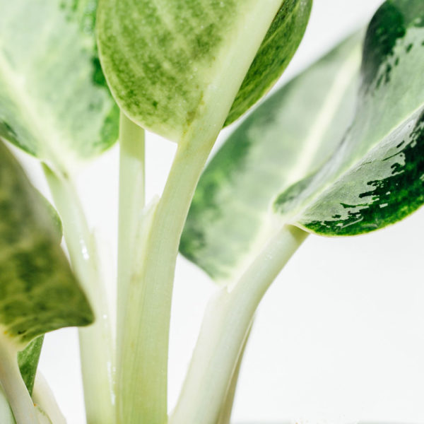 شراء ورعاية Aglaonema Silver Bay