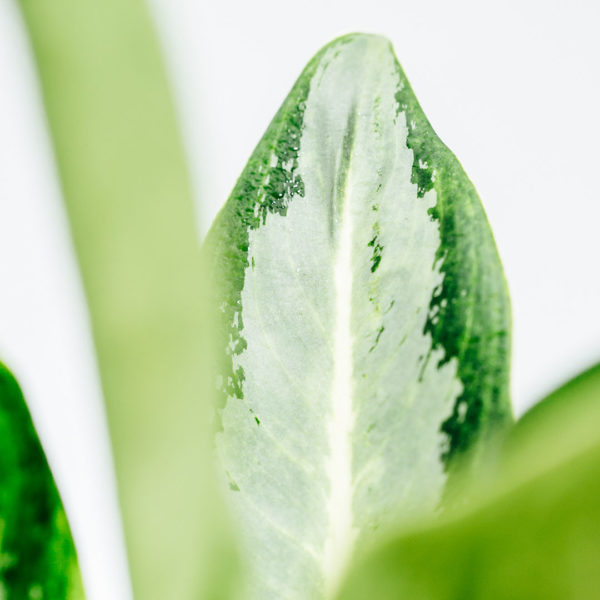 شراء ورعاية Aglaonema Silver Bay