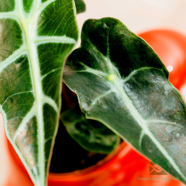 Alocasia Curly Bambino kopen en verzorgen