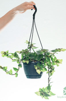 Iibso Callisia soconuscensis 'Dragon Tail' hanging pot