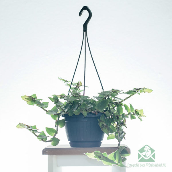 Iibso Callisia soconuscensis 'Dragon Tail' hanging pot