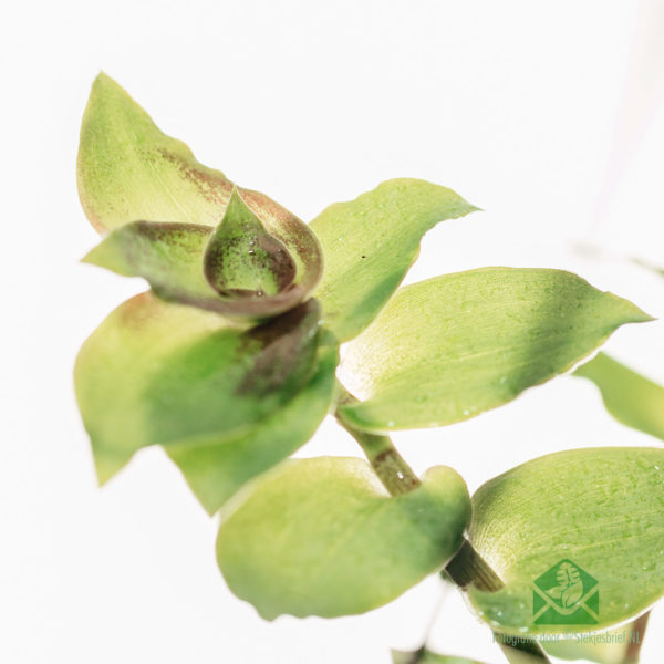 Callisia soconuscensis 'Dragon Tail' hangpot kopen