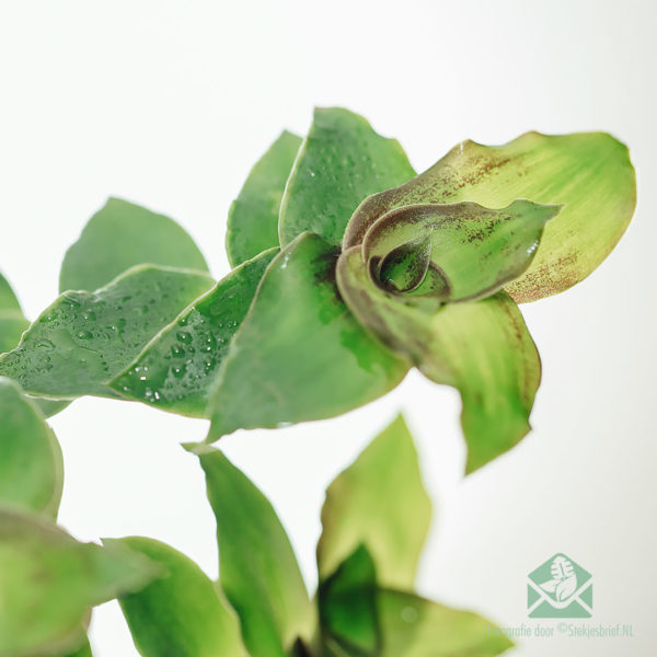 Callisia soconuscensis 'Dragon Tail' hangpot kopen