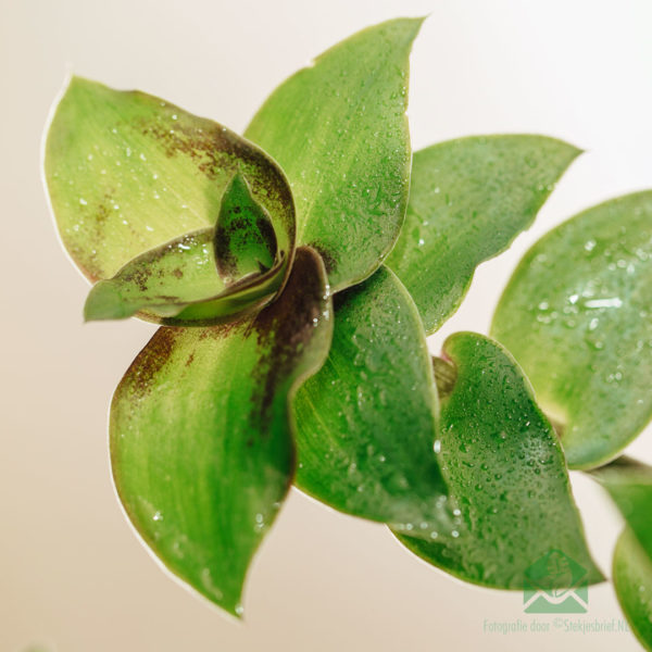 Iibso Callisia soconuscensis 'Dragon Tail' hanging pot