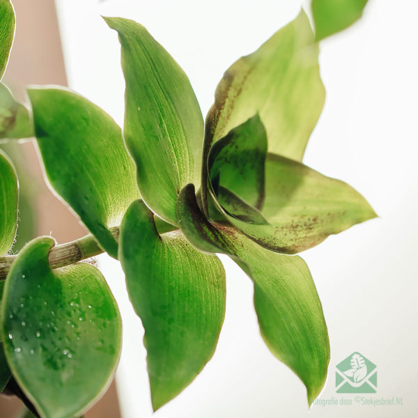 Callisia soconuscensis 'Dragon Tail' hangpot kopen