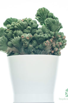 Keapje Cereus peruvianus "Grizzly" (Cactus)