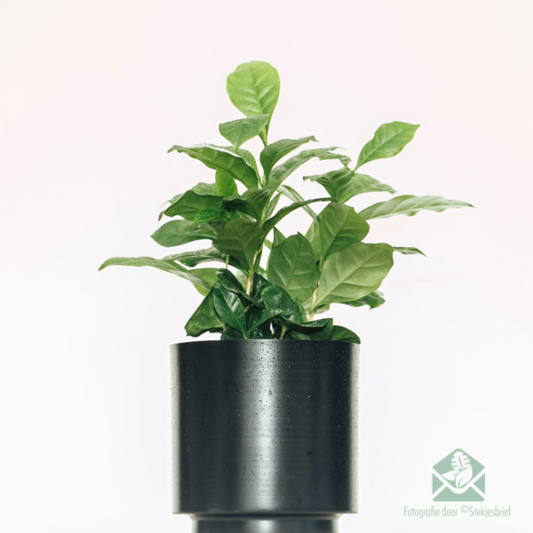 Coffea Arabica kopen en verzorgen